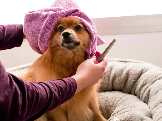 Lulu-da-pomerânia enrolado numa toalha rosa depois do banho