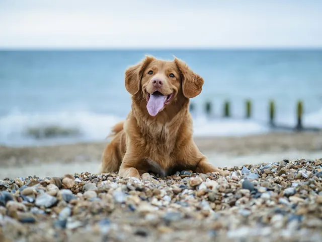 Cão deitado sobre as pedras de uma praia, com o mar ao fundo
