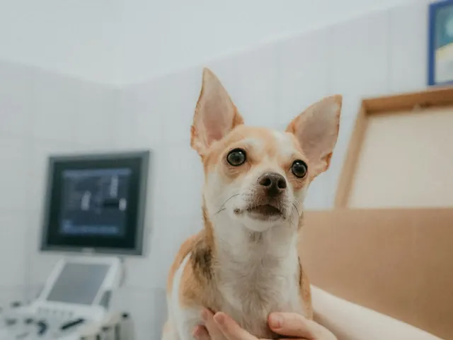 Chihuahua na sala de ultrassom, ao lado do aparelho
