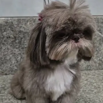 Shih-tzu de pelo cinza depois do banho na clínica