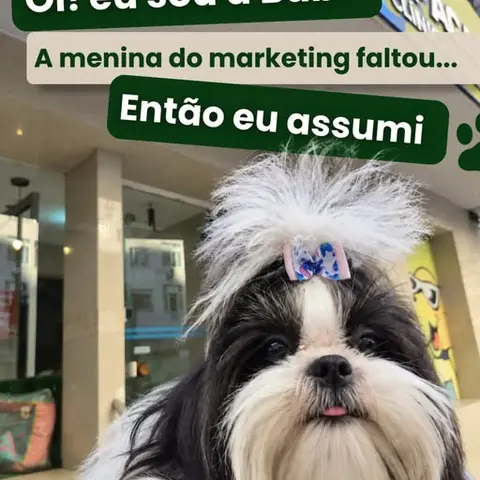 Post do Instagram da Cãopacabana: shih-tzu na fachada da clínica