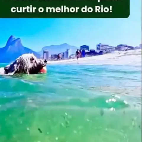Cão nadando no mar do Rio, com os morros ao fundo