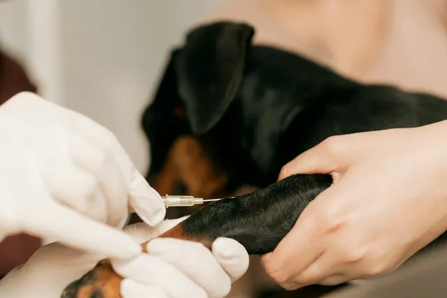 Mãos de luva cuidando da pata de um cão de pelo preto durante a internação