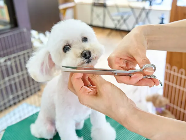 Poodle branco sendo tosado com tesoura