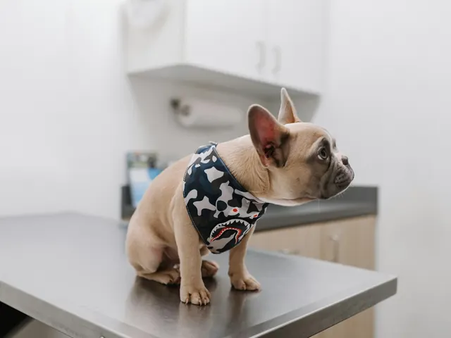 Buldogue francês de bandana sentado na mesa de exame